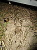 What's Been Digging in My Yard?-footprint2.jpg