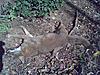 Trapping Coyotes in the East-coyote-1.jpg