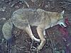 Trapping Coyotes in the East-coyote-2.jpg