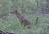 Is this a coyote?-prms0019.jpg