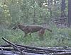 Is this a coyote?-prms0021.jpg