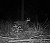Is this a coyote?-prms0027.jpg