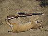 Airgun Bobcat Kill-bobcat-20pics-20002-.jpg