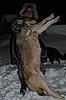 Got another Timber wolf!!-photo-5.jpg