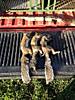 Official 2012-2013 Squirrel Contest-r5.jpg