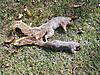 Ohio Squirrel Hunting 2012-squirrel-101612-001.jpg