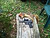 Ohio Squirrel Hunting 2012-treerat2.jpg