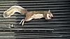 Official 2012-2013 Squirrel Contest-squirrel-6.jpg