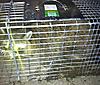 Raccoon Bait and Traps-coon1.jpg