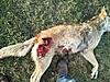 Coyote Down with the .17 HMR-img_20130309_171554.jpg