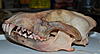 Wolf Skull Pics from the Taxidermist-dsc_2103c.jpg