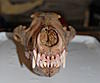 Wolf Skull Pics from the Taxidermist-dsc_2102c.jpg