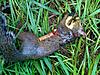 09-10 Squirrel Hunting Contest-photo6.jpg