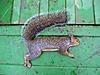09-10 Squirrel Hunting Contest-pa100057.jpg