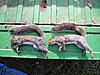 09-10 Squirrel Hunting Contest-pa280076.jpg