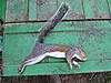 09-10 Squirrel Hunting Contest-pb040081.jpg
