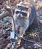  TRAPPING PICTURES-tx-trip-trapping-016.jpg