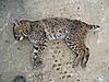 Got a bobcat!-pc200189.jpg