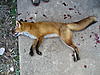 Red fox!!!!!-pc270222.jpg