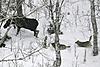 Wolves in Idaho.. a must see-wolf-1.jpg