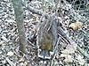Pictures of a couple coons I've trapped.-pocket-set-coon.jpg