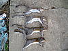 09-10 Squirrel Hunting Contest-p1260249.jpg