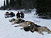 A winter of wolf trapping-lloyd_022.jpg