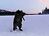 A winter of wolf trapping-hpim0384.jpg