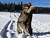 A winter of wolf trapping-hpim0377.jpg