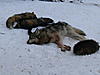 A winter of wolf trapping-089.jpg