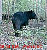 va bear-bear2.jpg