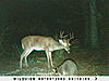 Awsome Game cam pics-sunp0115.jpg