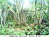 Swamp Buck Trail cam pics-resized-43.jpg