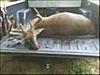 South Carolina 6pt Down-6ptsc_aug18_2009.jpg