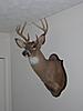 Virginians...Post your deer pics!!!!-dscn4136.jpg