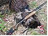 va turkey season-044.jpg