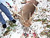 Virginia deer are small.-10-pointer-004.jpg