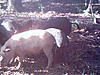 new pics--florida hogs.-736.jpg
