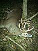 Big Buck on Quantico-quantico-buck.jpg
