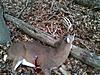 Virginia Rut Watch 2012-5-jays-big-9.jpg