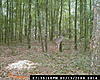 Ga deer pic-ridge-030.jpg