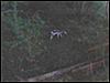 Va urban piebald buck-440239756_1531532116_416833722_1254272493994.jpeg