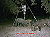 Florida hogs-005.jpg