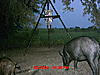 Florida hogs-018.jpg