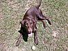 My chocolate labs nose is turning pink. Doesn't look normal!-pic-0132.jpg
