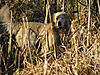 Golden Retrievers as Field Dogs-clemfield.jpg