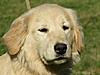 Golden Retrievers as Field Dogs-lumi-01.jpg