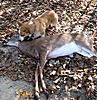 Trailing Dogs-blazers-deer2.jpg