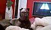 Shar Peis as hunting dogs?-imag0195.jpg