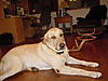  Let's see your Dawg's...-dsc00007.jpg